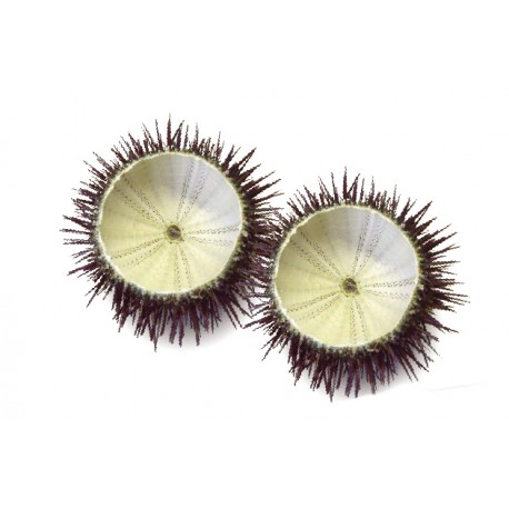 CONCHAS DE ERIZO