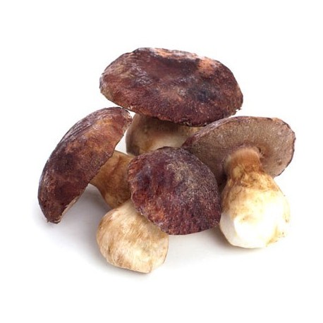 BOLETUS EDULIS primera
