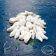BACALAO KOKOTXA Premium