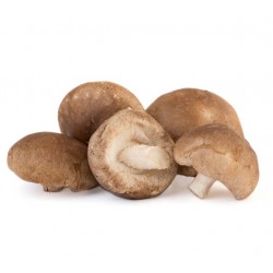SHIITAKE