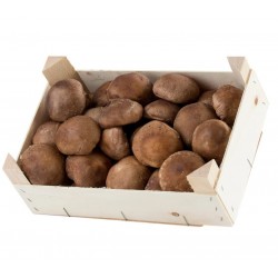 SHIITAKE