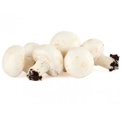 CHAMPIÑON BLANCO