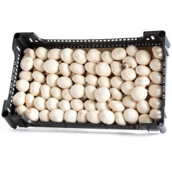 CHAMPIÑON BLANCO